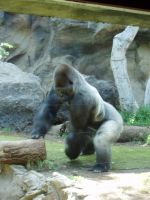 Loro Parque gorilla